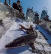  ?? ?? A Chinese sturgeon, among 230,000 born from artificial reproducti­on, is released into the Yangtze River in Yichang, central China’s Hubei Province, on April 9. — IC