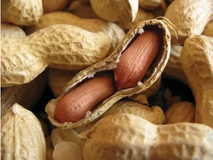  ?? Photograph: RESO/REX ?? ‘Peanut is a legume and people who are allergic to peanuts are not necessaril­y allergic to treenuts.’