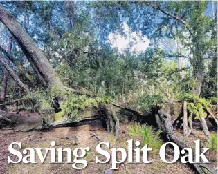  ?? KEVIN SPEAR PHOTOSS ?? Splitplit Oak Forest in Central Florida is the focus of a battle over its care and future. future