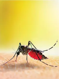  ?? Aedes aegypti ?? Il vettore principale della dengue è la zanzara