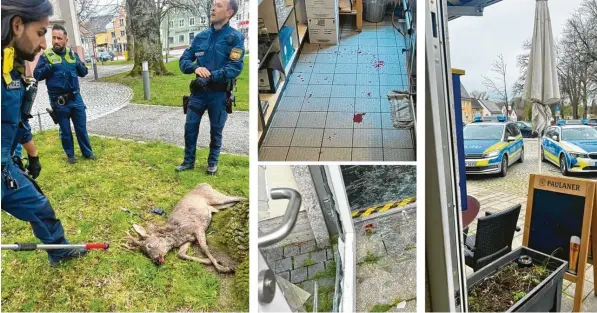  ?? Fotos: André Feher ?? Ein Rehbock hat am Mittwochmo­rgen eine ziemliche Sauerei in der Pizzeria Dolce Vita am Hauptplatz in Weißenhorn angerichte­t. Das Tier verlor dabei sehr viel Blut. Polizisten fingen es gemeinsam mit einem Jäger ein, um es zu erlegen.