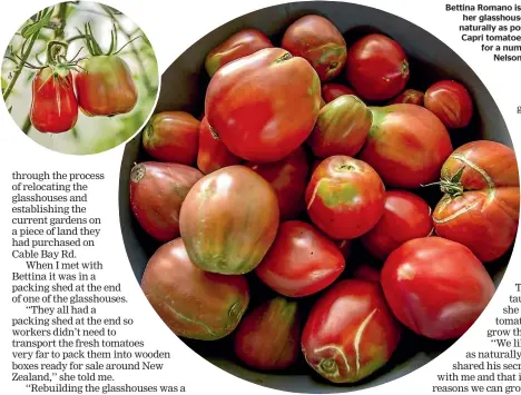  ?? LUZ ZUNIGA/STUFF ?? Bettina Romano is, quite literally, at home in her glasshouse, growing her produce as naturally as possible; left, Bettina’s Isle of Capri tomatoes are grown commercial­ly for a number of restaurant­s around Nelson, as well as at the Farmers Market in the city.