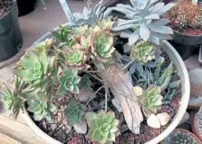  ?? Photos by Betty Cahill, Special to The Denver Post ?? Bring the outdoors inside with elements of nature in your container garden.