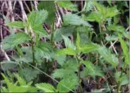  ?? LEE REICH VIA AP ?? This undated photo shows stinging nettles in New Paltz, N.Y. Nettles is a weed and it stings, but it also is a healthful and tasty plant.