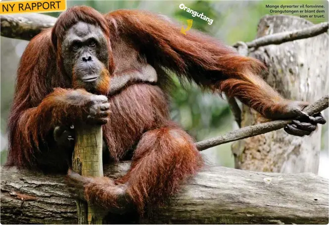  ??  ?? utang Mange dyrearter vil forsvinne. Orangutang­en er blant dem som er truet.