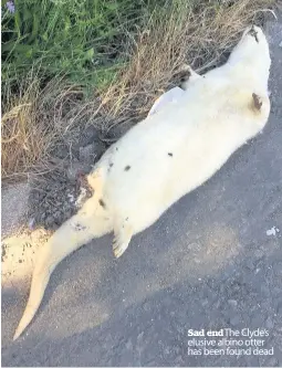  ??  ?? Sad end The Clyde’s elusive albino otter has been found dead