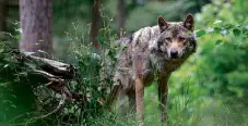  ?? ?? Calls mount in Europe to allow wolf hunts due to increasing livestock deaths blamed on the canines. Photo: © WWF / Marielle van Uiter