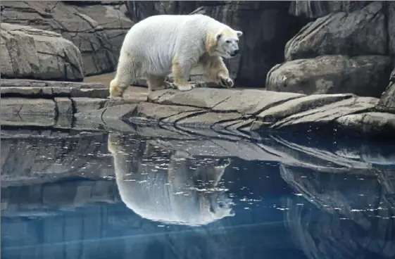  ?? Lucy Schaly/Post-Gazette ?? Koda the polar bear disapponte­d visitors at the Pittsburgh Zoo & PPG Aquarium on June 5 when he didn’t go for a swim. Zoo staff say 11 a.m. Tuesdays and Thursdays are the best times to see him swim.