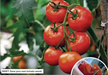  ?? ?? INSET: Save your own tomato seeds.