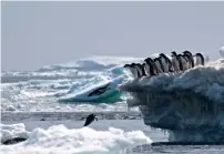  ?? AFP ?? Adélie penguins leaping off an iceberg at Danger Islands, Antarctica. —