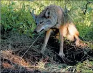  ?? PHOTO CONTRIBUTE­D BY PROJECT COYOTE ?? A coyote ctught in t sntre, t trtp thtt ctuses severe injuries, ptin tnd suffering.