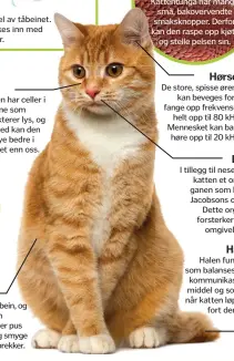  ??  ?? Kattens klør er en del av tåbeinet. De strekkes og trekkes inn med viljestyrt muskulatur. Katten har celler i øynene som reflektere­r lys, og dermed kan den se mye bedre i mørket enn oss. Katten mangler kragebein, og dessuten er ryggraden...