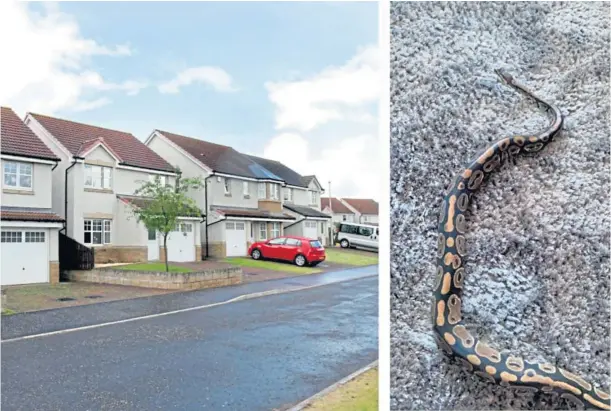  ?? ?? SSSTAY CALM: Owners Tia and Daniel Brand, who think their ball python escaped through a window, say she is docile and poses no threat.