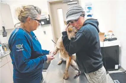  ?? Photos by Helen H. Richardson, The Denver Post ?? Rhonda Norris, left, the veterinary technician at Peaceful Animal Adoption Shelter in Vinita, Okla., vaccinates a red heeler mix as Vinita police animal-control officer Amy Glandy helps to calm him.