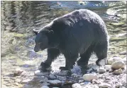  ?? RICH PEDRONCELL­I ?? AP PHOTO BY In this Oct. 24 file photo, a black bear searches for Kokanee salmon as it walks along Taylor Creek in South Lake Tahoe.