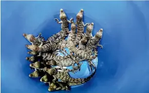  ?? AP ?? A bucket full of baby crocodiles that were taken out a crocodile nest on one of the berms along the cooling canals next to the Turkey Point Nuclear Generating Station are shown in a lab.