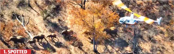  ?? ?? 1. SPOTTED An elephant family are tracked from a helicopter, as they trek through the parched Zimbabwe game reserve searching for ever-dwindling sources of food and water