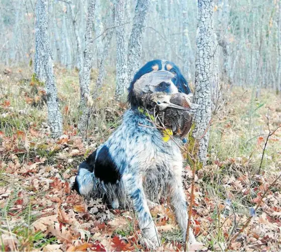  ??  ?? Un perro setter, portando una becada.