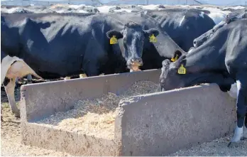  ?? Photo / NZME ?? Headlands Consultanc­y modelling shows giving a moderate amount of concentrat­e feeds to fewer, but better cows, is one tweak that could improve environmen­tal and economical outcomes.