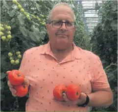  ??  ?? Les tomates roses du serriculte­ur Luc Verrier n’ont vraiment pas aimé la canicule de juin. Celles-ci sont plus sensibles à la chaleur que les tomates rouges.