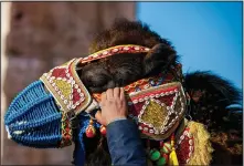  ?? ?? A camel owner prepares his camel Jan. 15 during a contest parade.