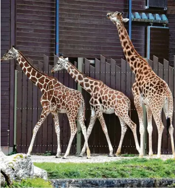  ??  ?? Giraffe Gaya (rechts) traut sich noch nicht aufs Gras. Zarafa (links) und Kimara haben dagegen keine Scheu, durch das AfrikaPano­rama zu gehen – auch wenn es auf diesem Bild anders aussehen mag. Foto: Silvio Wyszengrad