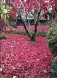  ?? JULIE RUBIN — ASSOCIATED PRESS ?? Japanese maple leaves blanket a front yard in Mamaroneck, N.Y., in 2016.