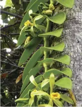  ??  ?? From left: The Epidendrum ilense comes from Ecuador ; the Stanhopea wardii orchid’s blooms grow
downward on spikes; V anilla planifolia from Mexico is a primar y source for vanilla flavoring.