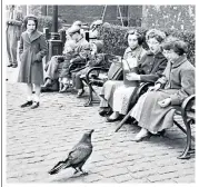  ??  ?? Legendary: Chris Skaife at the Tower of London with Merlina; left, enjoying titbits from visitors in 1956 and, below, H T Johns, the Ravenmaste­r in 1955