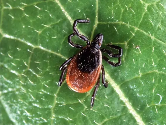  ?? (Creative Commons) ?? The deer tick. An infected tick can transmit Powassan virus as quickly as 15 minutes after attachment