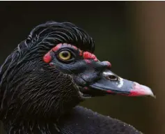  ??  ?? Exactly when indigenous people domesticat­ed Muscovy ducks is unclear, but they were raising domesticat­ed Muscovies when Spanish invaders arrived during the late 15th century.