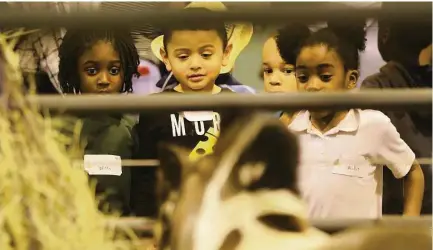  ?? Elizabeth Conley photos / Houston Chronicle ?? Schoolchil­dren check out the miniature horses on display Tuesday at the launch of the Houston Livestock Show and Rodeo.