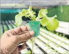  ?? PHOTO: iSTOCK ?? A farmer has stumbled upon a great system of using fish waste products to fertilize plants.