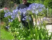  ??  ?? Stunning Agapanthus