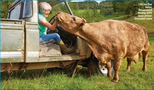  ??  ?? Life on the farm: Rosamund Young with one of her beloved cows