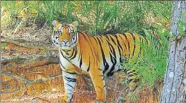  ?? SUDHIR MISHRA KANHA/HT FILE ?? The Rajasthan IT department has requested ₹50 crore for floating tenders and commission­ing wildlife surveillan­ce as well as antipoachi­ng systems.