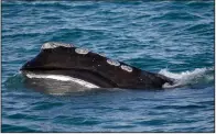  ?? (AP/Michael Dwyer) ?? A North Atlantic right whale feeds in Cape Cod Bay off the coast of Plymouth, Mass., in 2018. Ship strikes involving the rare whales are on the rise, researcher­s say.