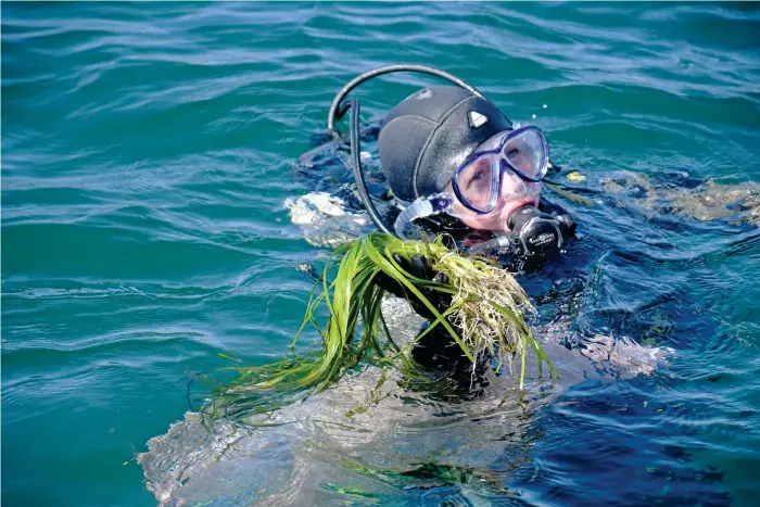  ?? Bild: Hannah Palmhagen ?? Tidningen fick följa med när Anna Feuring och tre andra dykare inledde plantering­en i havet vid Sydkoster.