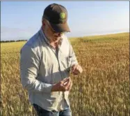  ??  ?? In this July 13, 2017, photo, farmer John Weinand surveys a wheat field near Beulah, N.D., that should be twice as tall as it is. Drought in western North Dakota this summer is laying waste to crops — some of which won’t even be worth harvesting.