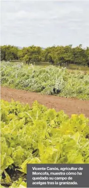  ??  ?? Vicente Canós, agricultor de Moncofa, muestra cómo ha quedado su campo de acelgas tras la granizada.