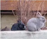  ?? BILL GRAVELAND, THE CANADIAN PRESS ?? Feral rabbits in Canmore, Alta., are descendant­s of domesticat­ed animals released in the area years ago.