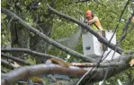  ?? DARREN CALABRESE/
THE CANADIAN
PRESS ?? A worker clears fallen trees and downed
wires Saturday in Halifax, Nova Scotia.