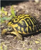  ?? CHRIS LEONE/THE ASSOCIATED PRESS ?? Turtles are interestin­g pets with highly individual­ized personalit­ies if you get to know them.