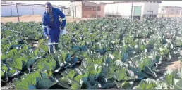  ??  ?? ON A MISSION: Odwa Madikizela stands in his vegetable garden in Slovo Park informal settlement in Mthatha
