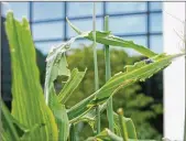  ?? CONTRIBUTE­D/ PAMELA BENNETT ?? Common armyworm damage on ornamental corn.