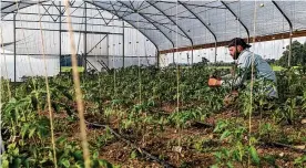  ?? CONTRIBUTE­D ?? Foxhole Farm’s greenhouse, in Brookville.