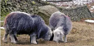  ??  ?? Herdwick sheep may safely graze and pasture where a shepherd guards them well