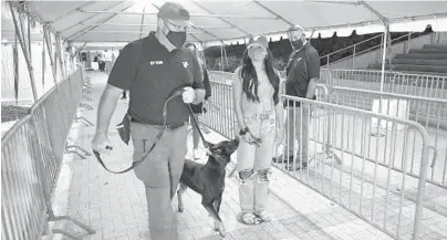  ?? MICHAEL LAUGHLIN/SOUTH FLORIDA SUN SENTINEL ?? Happy, a COVID-sniffing dog , smells Miami Heat guests Wednesday. With the Heat initially opening to attendance of under 2,000, there eventually will be more detection dogs added to the process after the initial six-game run.