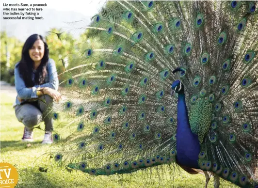  ??  ?? Liz meets Sam, a peacock who has learned to lure the ladies by faking a successful mating hoot.