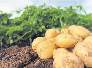  ??  ?? AHDB potatoes director Dr Rob Clayton; trial plots will be on display at Potatoes in Practice at Balruddery Farm near Dundee on Thursday.